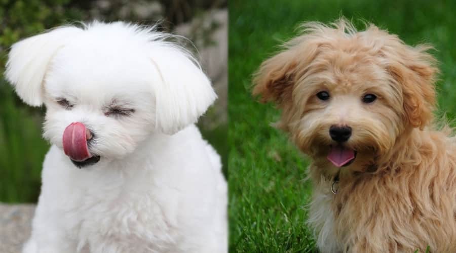 Cute Dogs Licking Their Lips