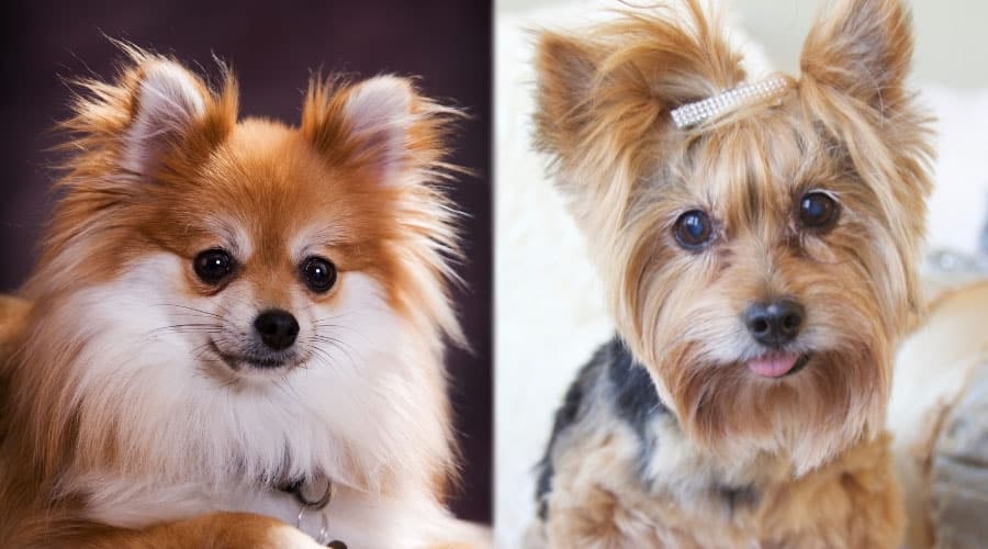 Cute Dogs Looking at Camera