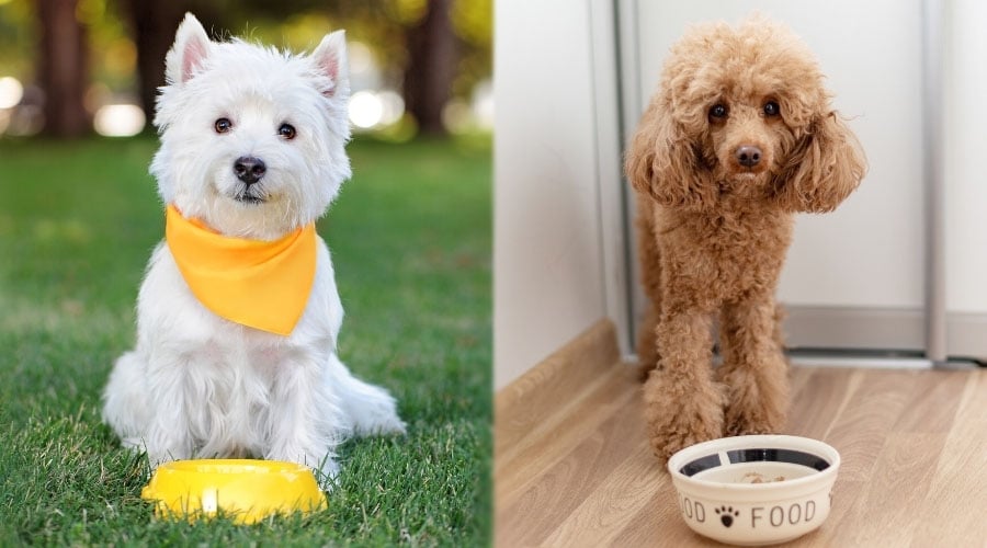Cute Dogs With Dog Bowls