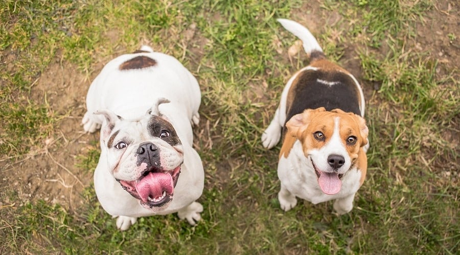 Two friendly dogs looking up. 