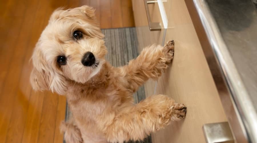 Cute Fluffy Dog Begging for Food