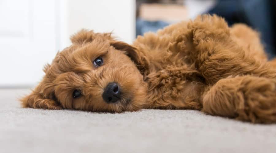 Cute Fluffy Dog Laying Down