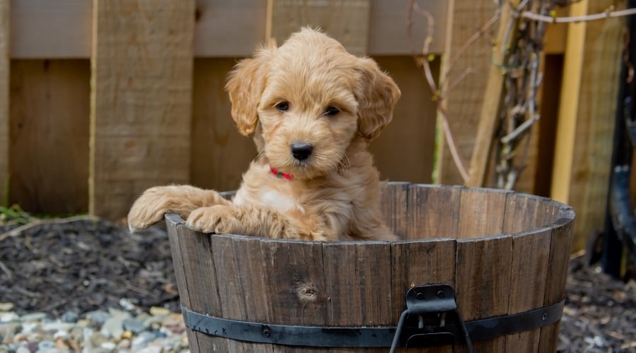 Cute Fluffy Dog in a Bushel Basket