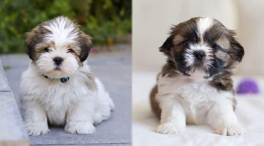 Cute Fluffy Puppies