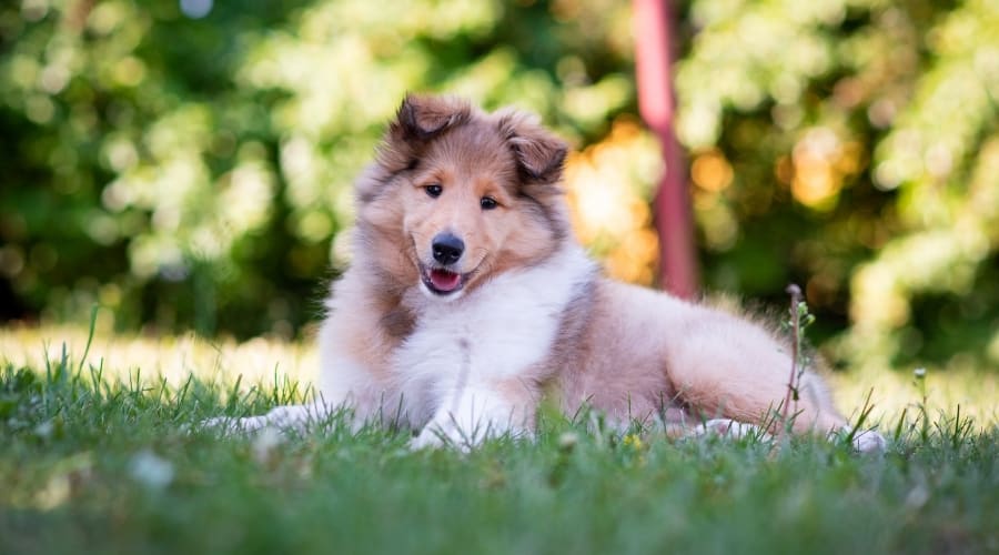 Cute Fluffy Puppy Lounging Outdoors