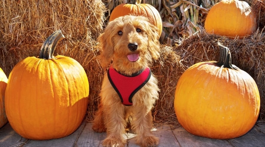 Cute Golden Dog Posing With Pumpkins