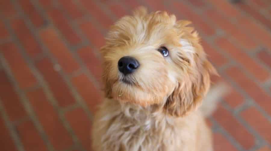 Cute Golden Fluffy Dog Looking Up