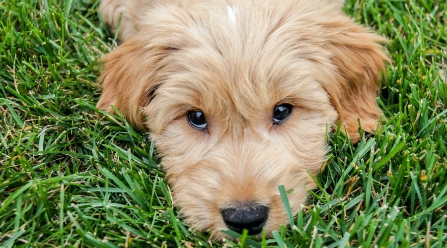 Cute Golden Puppy Dog Laying in Grass