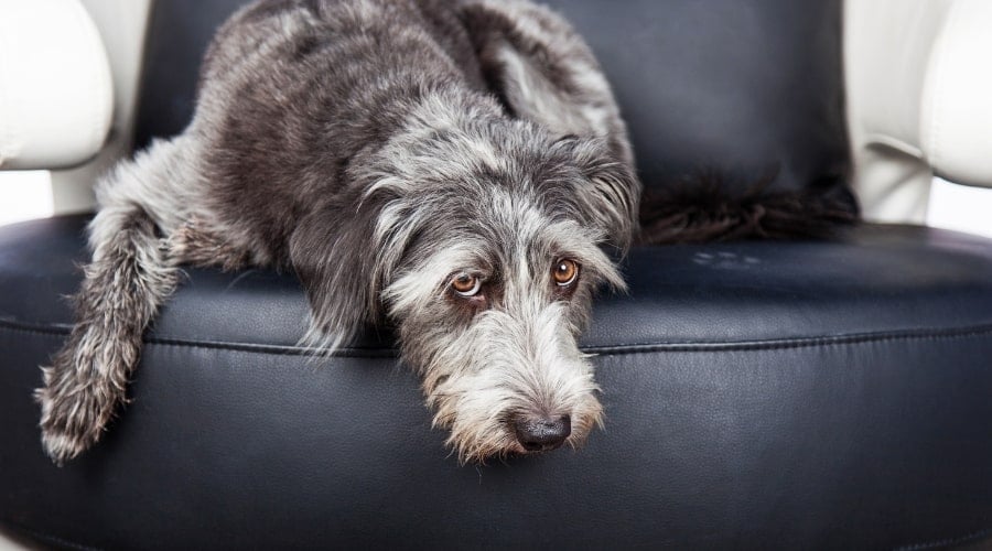 Cute Guilty Gray Dog