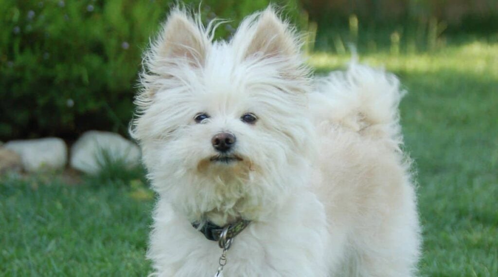 Cute Pomeranian Poodle mix dog standing in the grass