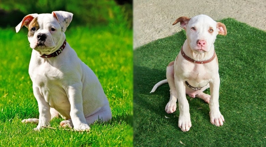 Cute Puppies Looking Up