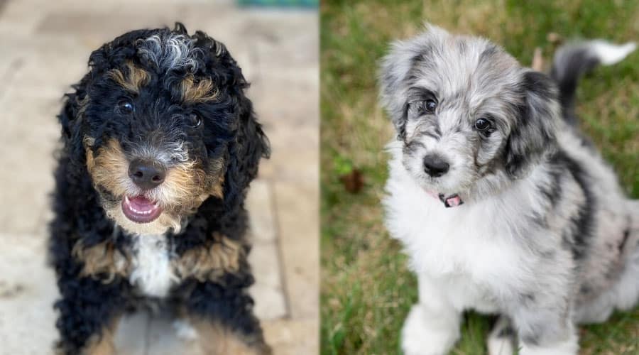 Cute Puppies Looking Up