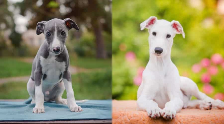 Cute Puppies Outside on a Summer Day
