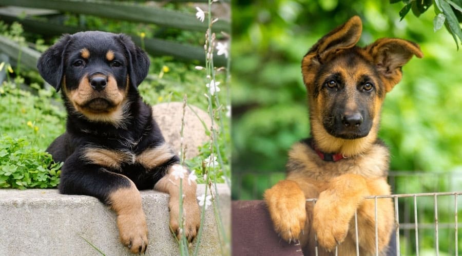 Cute Puppies Peering Over an Edge
