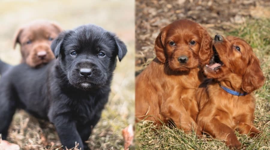 Cute Puppies Playing