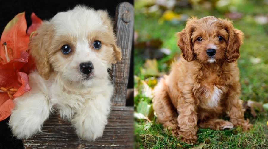 Cute Puppies Posing