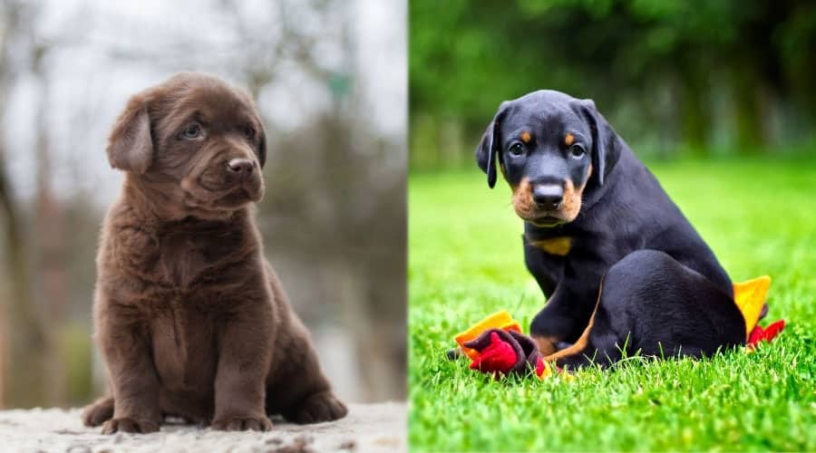 Cute Puppies Sitting Down