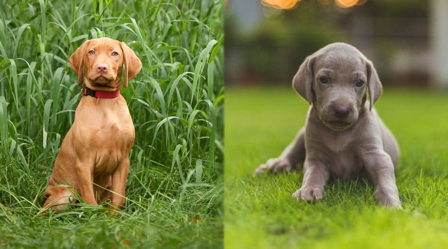 Cute Puppies Sitting in Grass