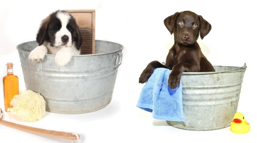 Cute Puppies in Galvanized Tubs