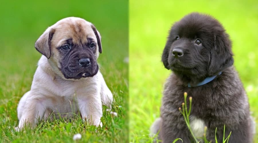 Cute Puppies in Grass
