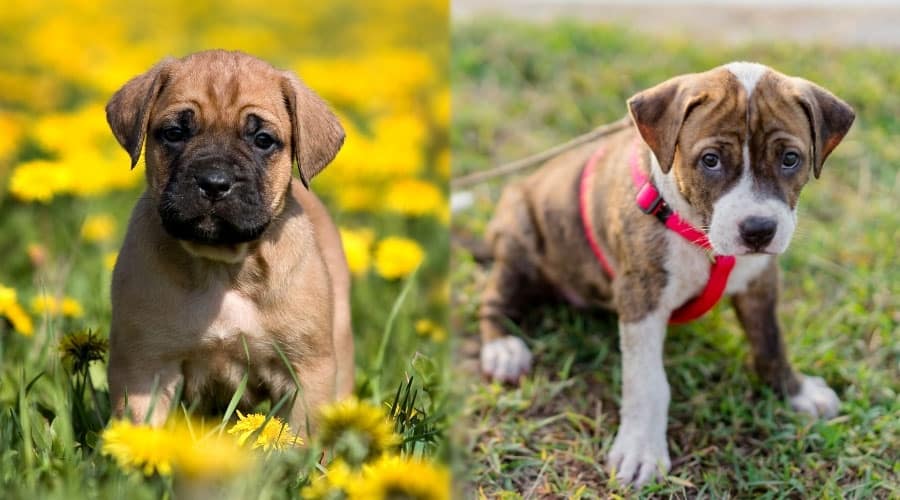Cute Puppies in a Field