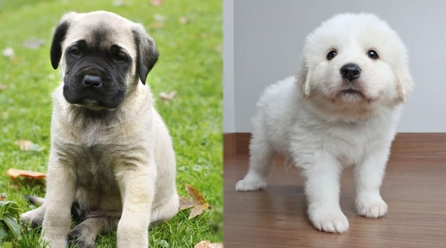 Cute Puppies