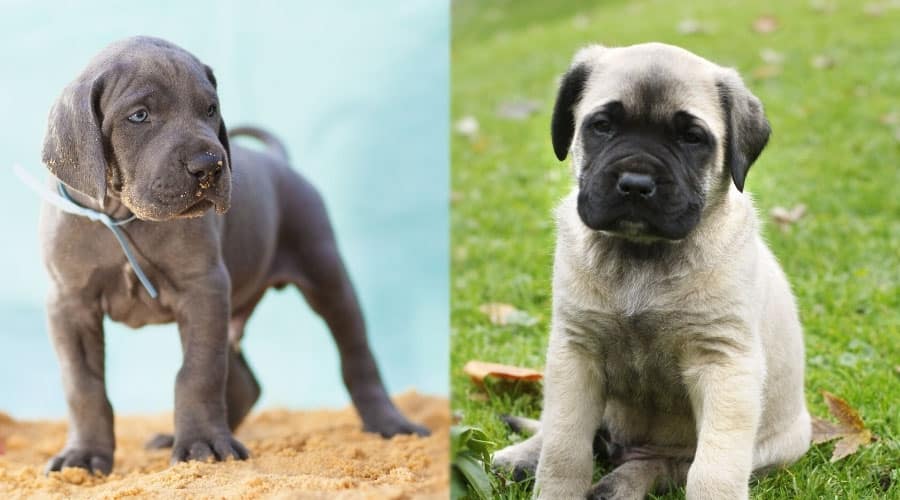 Cute Puppy Dogs