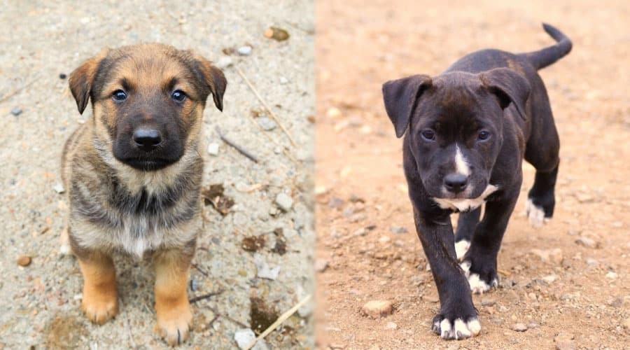 Cute Puppy Dogs