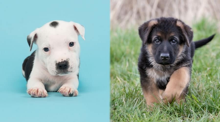 Cute Puppy Dogs Looking at the Camera