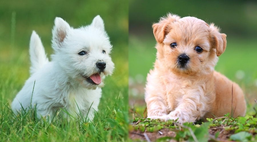 Cute Puppy Dogs Playing Outside