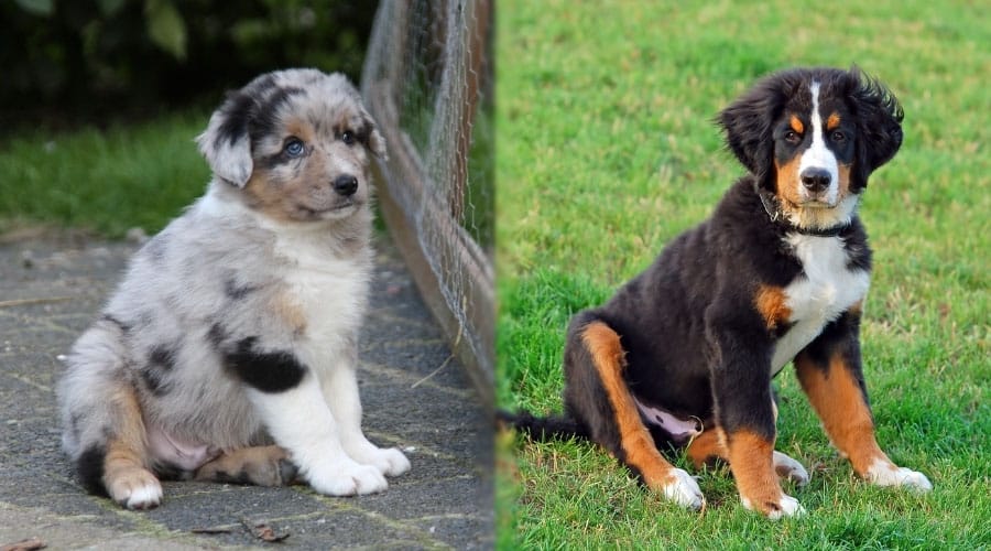 Cute Puppy Dogs Sitting Down