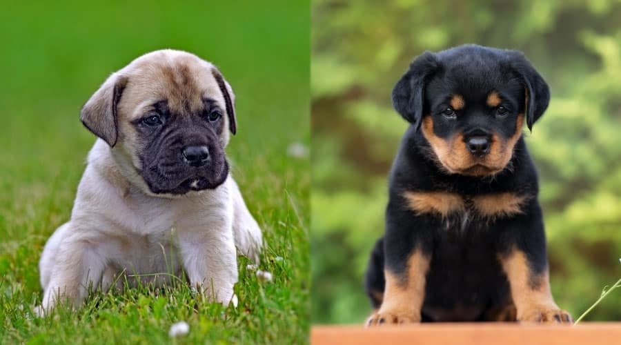 Cute Puppy Dogs Sitting Outdoors