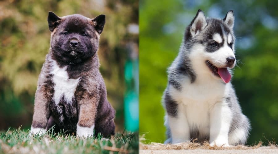 Cute Puppy Dogs Sitting Outside