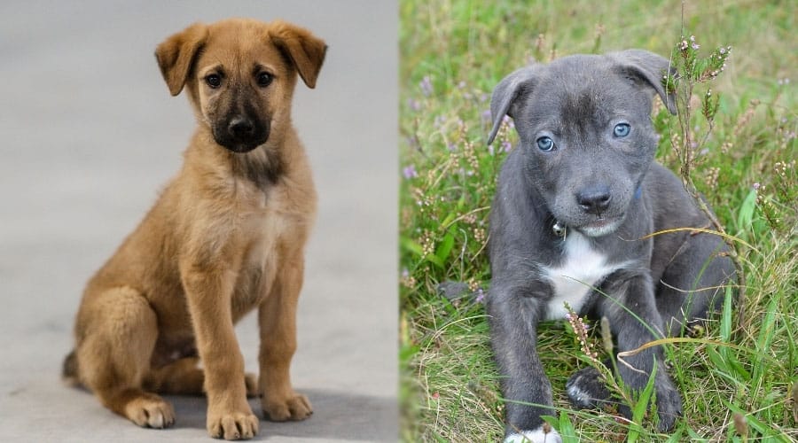 Cute Puppy Dogs Sitting