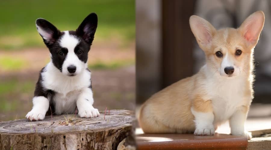 Cute Puppy Dogs With Erect Ears
