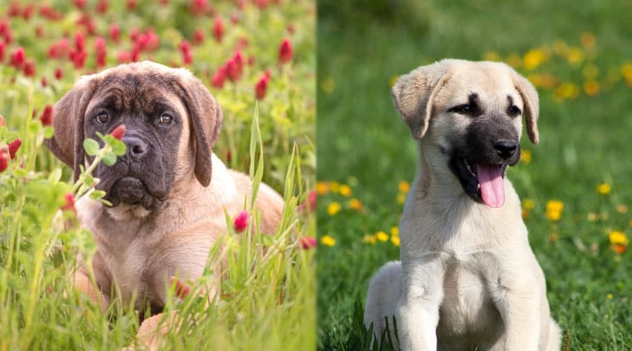 Cute Puppy Dogs in a Field of Red and Yellow Flowers