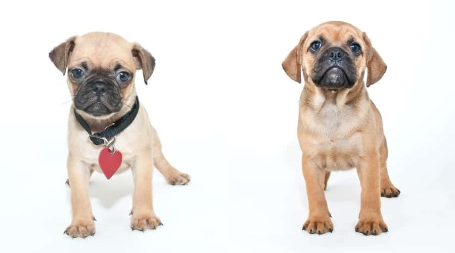 Cute Puppy Dogs on White Background