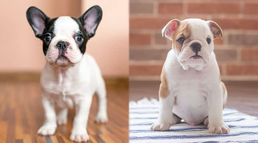 Cute Puppy Dogs