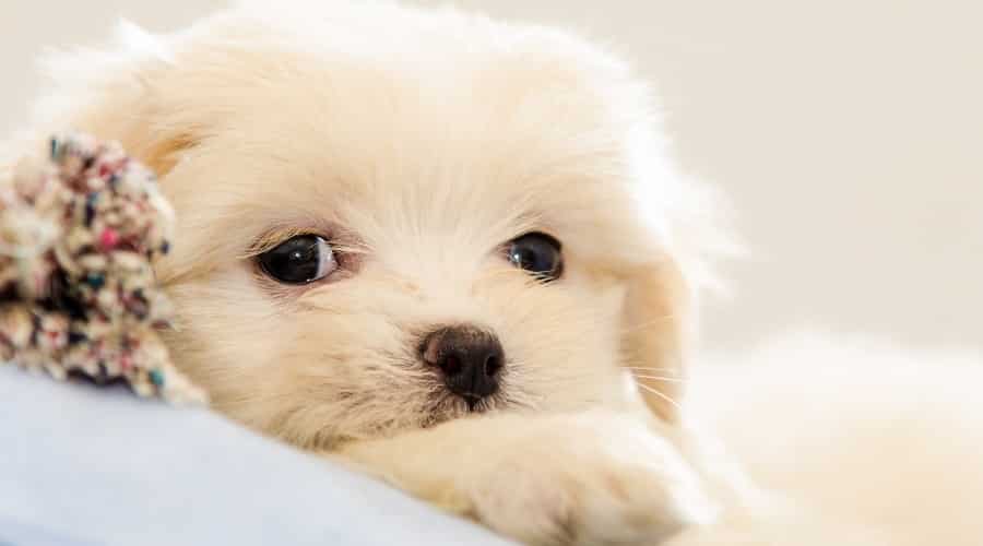 Cute Puppy Face
