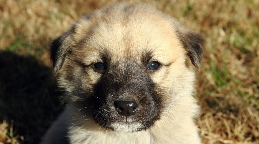 Cute Puppy Face
