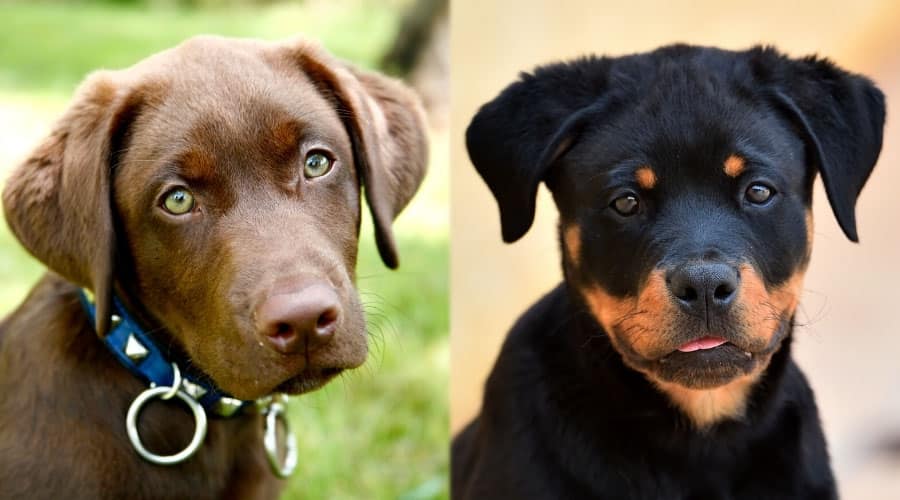 Cute Puppy Faces