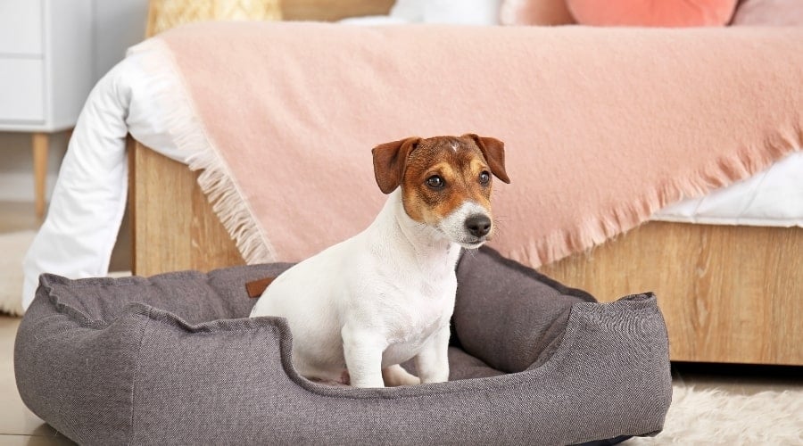 Cute Puppy Sitting in a Dog Bed