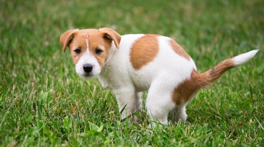 Cute puppy pooping in the grass.