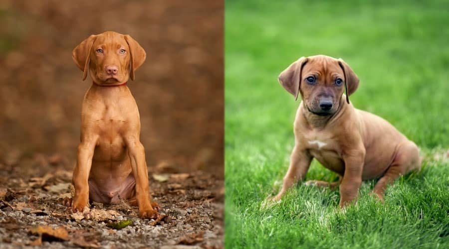 Cute Rusty Red Puppies