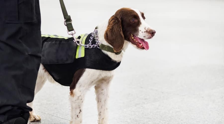 Cute Security Dog With Person