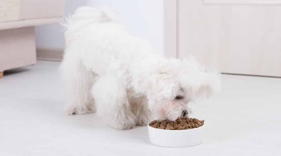 Cute White Dog Eating Food