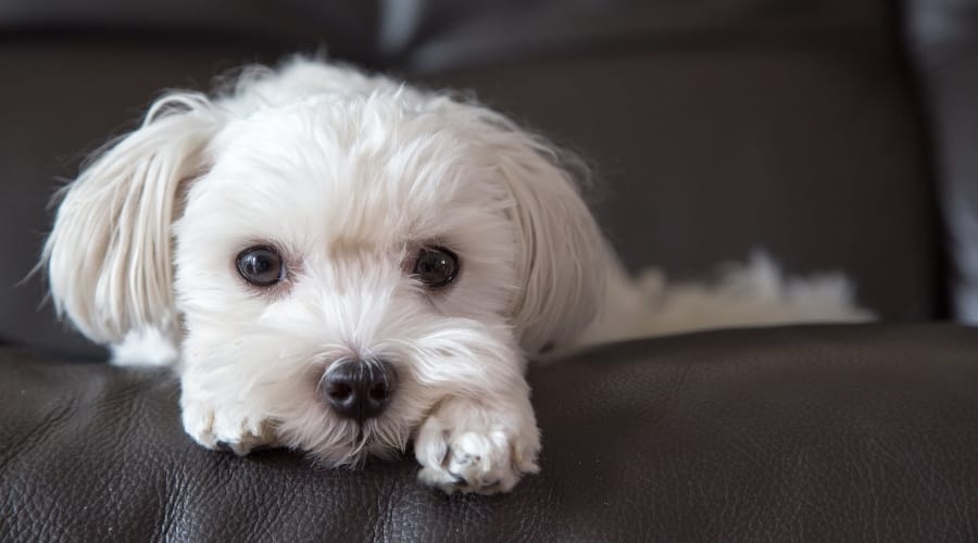 Cute White Dog Lounging on a Couch