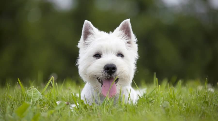 Cute White Dog Popping Up From the Grass