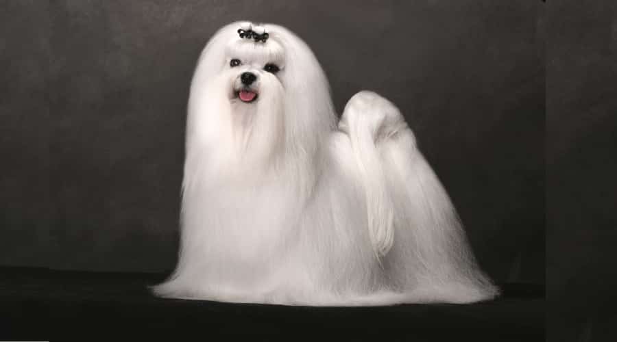 Cute White Dog With Very Long Straight Fur
