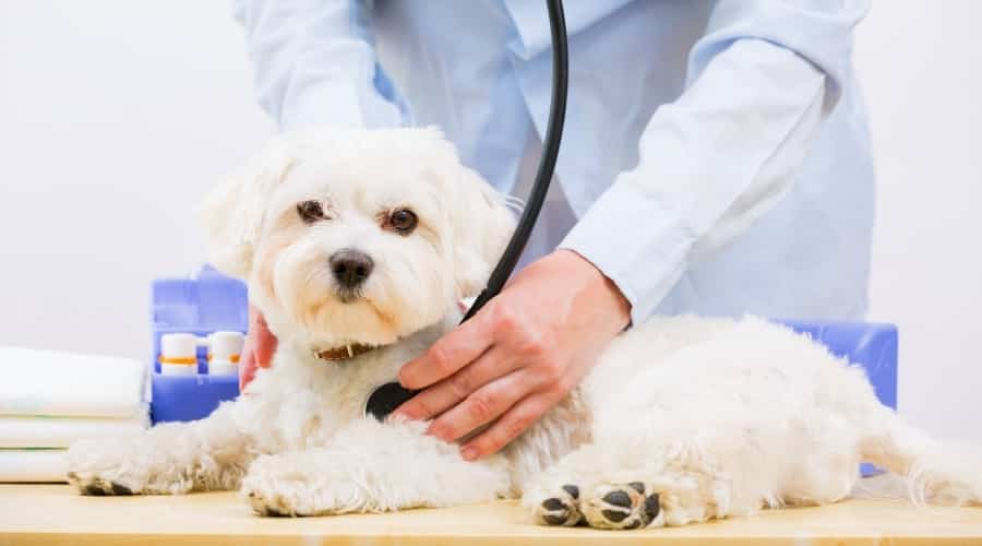 Cute White Dog at the Vet